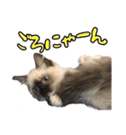 だいふくとラム白いニーソックスを履いた猫（個別スタンプ：29）