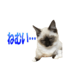だいふくとラム白いニーソックスを履いた猫（個別スタンプ：30）