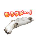 だいふくとラム白いニーソックスを履いた猫（個別スタンプ：31）