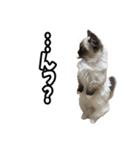 だいふくとラム白いニーソックスを履いた猫（個別スタンプ：33）