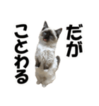 だいふくとラム白いニーソックスを履いた猫（個別スタンプ：35）