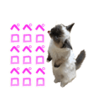 だいふくとラム白いニーソックスを履いた猫（個別スタンプ：36）