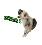 だいふくとラム白いニーソックスを履いた猫（個別スタンプ：37）