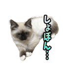 だいふくとラム白いニーソックスを履いた猫（個別スタンプ：39）