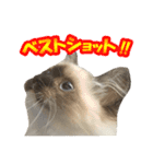 だいふくとラム白いニーソックスを履いた猫（個別スタンプ：40）