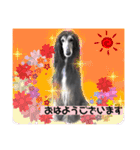 日常も♡おしゃれアフガンハウンド（個別スタンプ：6）