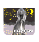 日常も♡おしゃれアフガンハウンド（個別スタンプ：23）