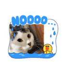 家キジ猫スタンプ（個別スタンプ：2）