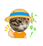家キジ猫スタンプ（個別スタンプ：5）