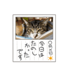 家キジ猫スタンプ（個別スタンプ：10）