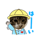 家キジ猫スタンプ（個別スタンプ：13）