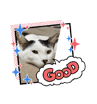 家キジ猫スタンプ（個別スタンプ：14）