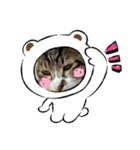 家キジ猫スタンプ（個別スタンプ：16）