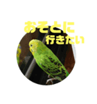 インコのピーちゃん、すきすき（個別スタンプ：8）