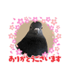 かわいい鳩ぽっぽのスタンプです（個別スタンプ：21）