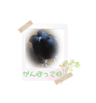 かわいい鳩ぽっぽのスタンプです（個別スタンプ：24）