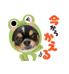もかち3（個別スタンプ：3）