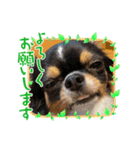 もかち3（個別スタンプ：6）