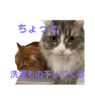うちのねこーズ3（個別スタンプ：2）