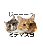 うちのねこーズ3（個別スタンプ：3）