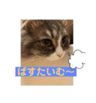 うちのねこーズ3（個別スタンプ：8）