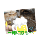 うちのねこーズ3（個別スタンプ：9）