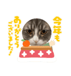 うちのねこーズ3（個別スタンプ：11）