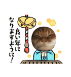 うちのねこーズ3（個別スタンプ：12）
