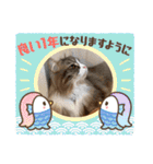 うちのねこーズ3（個別スタンプ：13）