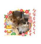 うちのねこーズ3（個別スタンプ：14）