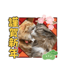 うちのねこーズ3（個別スタンプ：15）