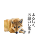 柴犬CORO2 日本語（個別スタンプ：6）