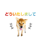 柴犬CORO2 日本語（個別スタンプ：7）