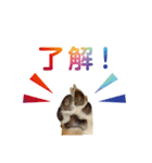 柴犬CORO2 日本語（個別スタンプ：8）