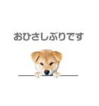 柴犬CORO2 日本語（個別スタンプ：10）