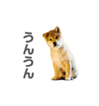 柴犬CORO2 日本語（個別スタンプ：11）