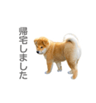 柴犬CORO2 日本語（個別スタンプ：14）