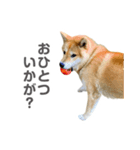 柴犬CORO2 日本語（個別スタンプ：15）