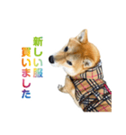 柴犬CORO2 日本語（個別スタンプ：16）