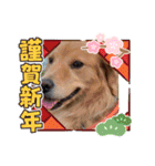 年末年始のごあいさつスタンプ（個別スタンプ：5）