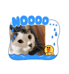 年中使える家猫スタンプ（個別スタンプ：1）
