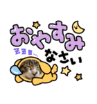 年中使える家猫スタンプ（個別スタンプ：2）