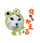 年中使える家猫スタンプ（個別スタンプ：5）