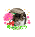 年中使える家猫スタンプ（個別スタンプ：7）