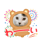 年中使える家猫スタンプ（個別スタンプ：9）