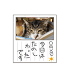 年中使える家猫スタンプ（個別スタンプ：10）