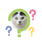 年中使える家猫スタンプ（個別スタンプ：11）