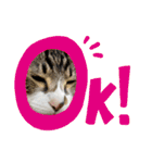 年中使える家猫スタンプ（個別スタンプ：14）