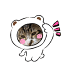 年中使える家猫スタンプ（個別スタンプ：15）