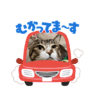 年中使える家猫スタンプ（個別スタンプ：16）